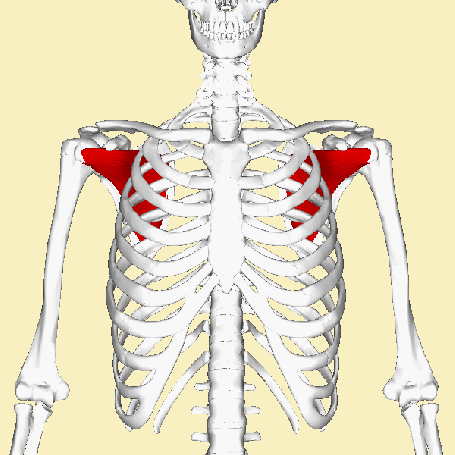 Subscapularis_muscle_animation3